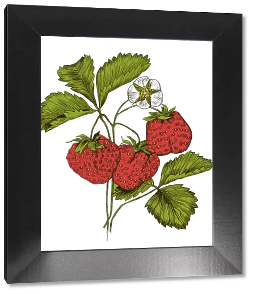 A branch of strawberry. Engraving with color