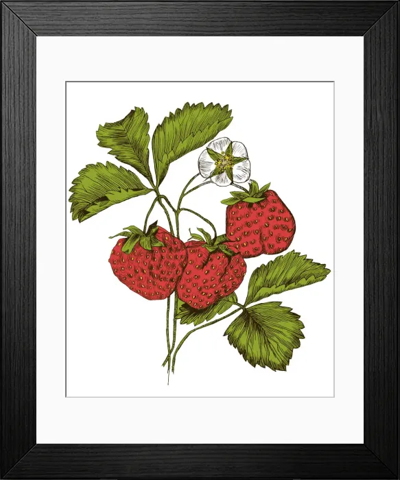 Framed Print : A branch of strawberry. Engraving with color Framed Print : A branch of strawberry. Engraving with color