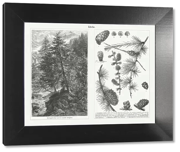 Twigs and cons of different types of larch trees, published 1897