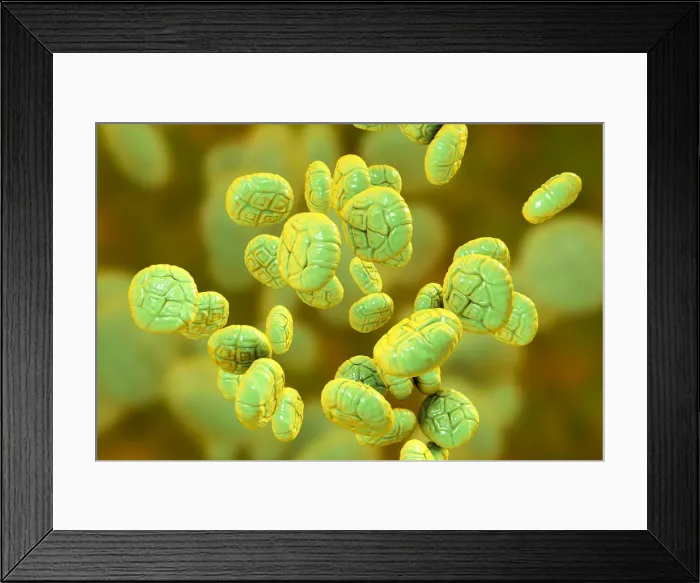 Framed Print : Pollen grains of Mimosa flower, illustration Framed Print : Pollen grains of Mimosa flower, illustration