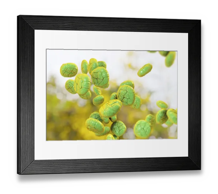 Framed Print : Pollen grains of Mimosa flower, illustration Framed Print : Pollen grains of Mimosa flower, illustration