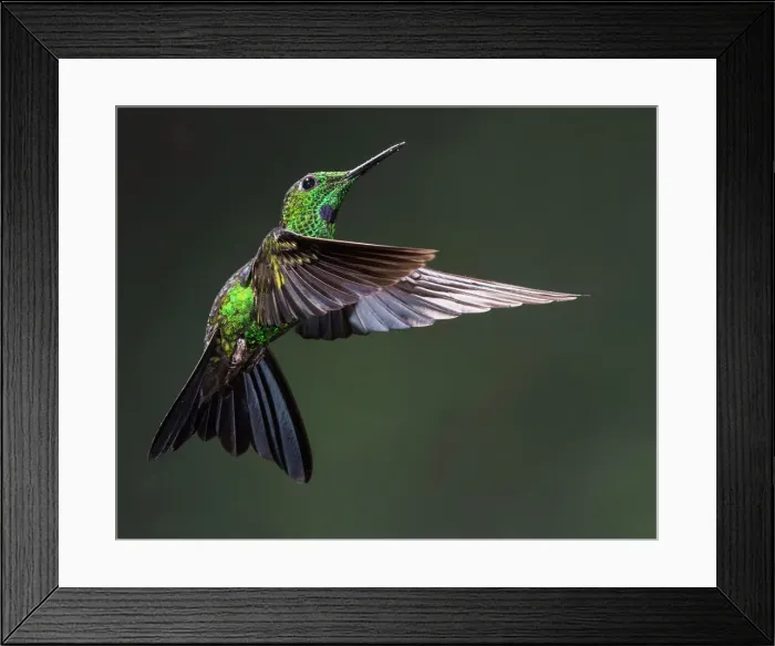 Framed Print : Green-crowned Brilliant Hummingbird