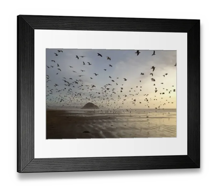 Framed Print : Gulls on Morro Strand State Beach Framed Print : Gulls on Morro Strand State Beach