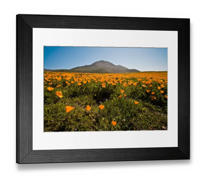 Framed Print : California poppy field point buchon Framed Print : California poppy field point buchon