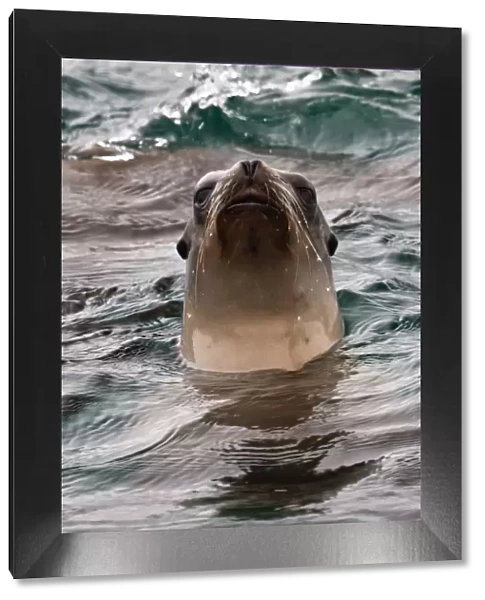 California Sea Lion (Zalophus californianus)