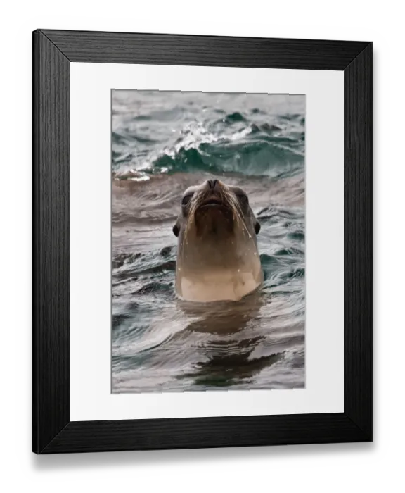 Framed Print : California Sea Lion (Zalophus californianus)