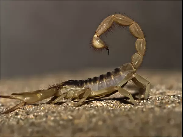 Giant desert hairy scorpion (Hadrurus arizonensis)