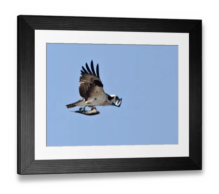 Framed Print : Osprey (Pandion haliaetus) with fish Morro Bay, CA Framed Print : Osprey (Pandion haliaetus) with fish Morro Bay, CA