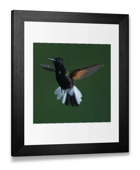 Framed Print : Black-bellied Hummingbird, Eupherusa nigriventris Framed Print : Black-bellied Hummingbird, Eupherusa nigriventris
