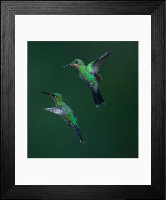 Framed Print : Green-crowned Brilliant Hummingbird Framed Print : Green-crowned Brilliant Hummingbird