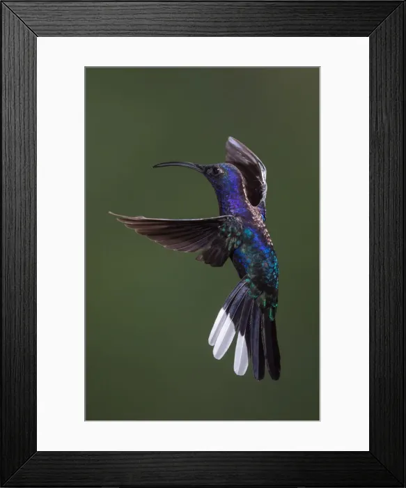 Framed Print : Violet Sabrewing, Campylopterus hemileucurus Framed Print : Violet Sabrewing, Campylopterus hemileucurus