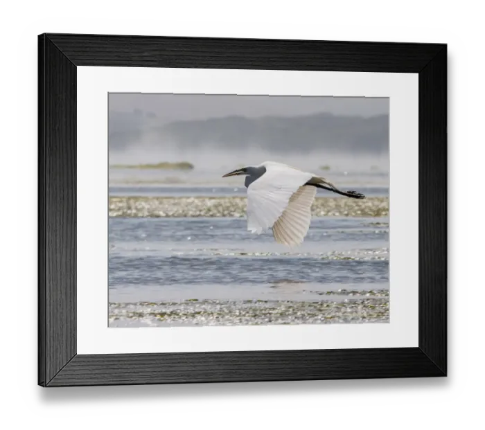 Framed Print : Great Egret (Ardea alba) in flight Framed Print : Great Egret (Ardea alba) in flight