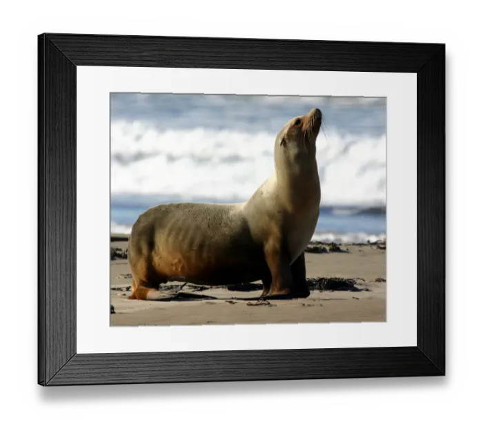 Framed Print : California Sea Lion Framed Print : California Sea Lion