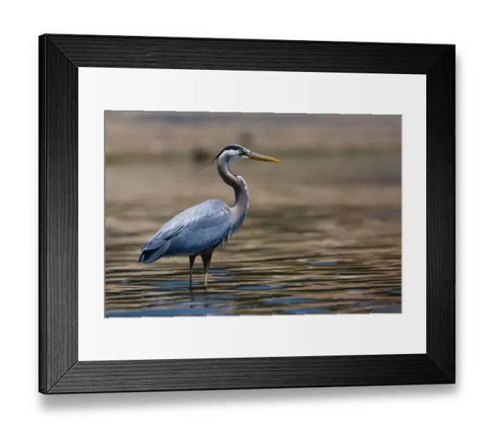 Framed Print : Great Blue Heron Bird Framed Print : Great Blue Heron Bird