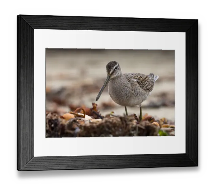 Framed Print : Long-billed Dowitcher Bird Framed Print : Long-billed Dowitcher Bird
