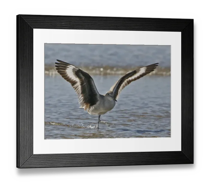 Framed Print : Willet (Tringa semipalmata) Bird Framed Print : Willet (Tringa semipalmata) Bird