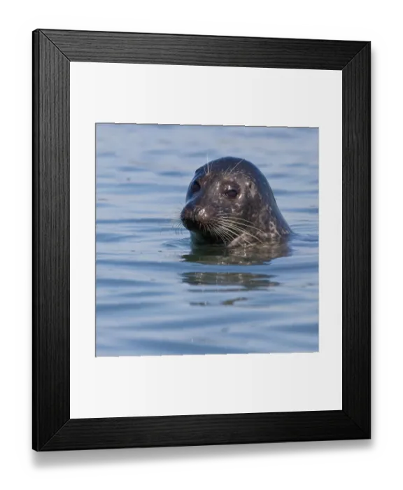 Framed Print : Harbor Seal (Phoca vitulina) Framed Print : Harbor Seal (Phoca vitulina)