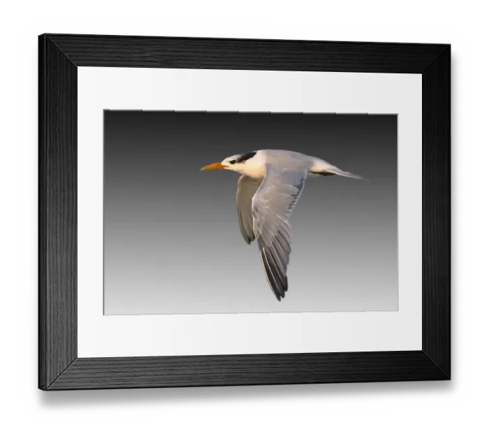 Framed Print : Royal Tern (Thalasseus maximus syn. Sterna maxima) Framed Print : Royal Tern (Thalasseus maximus syn. Sterna maxima)