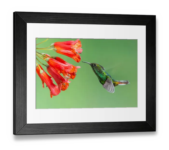 Framed Print : Coppery-headed Emerald Hummingbird Framed Print : Coppery-headed Emerald Hummingbird