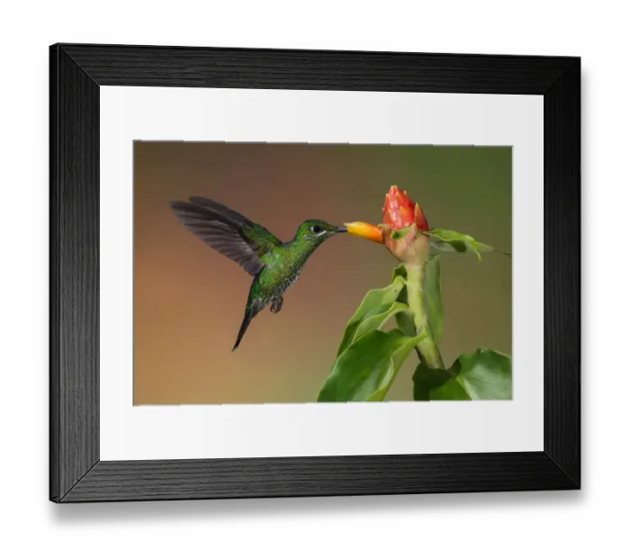 Framed Print : Green-crowned Brilliant Hummingbird