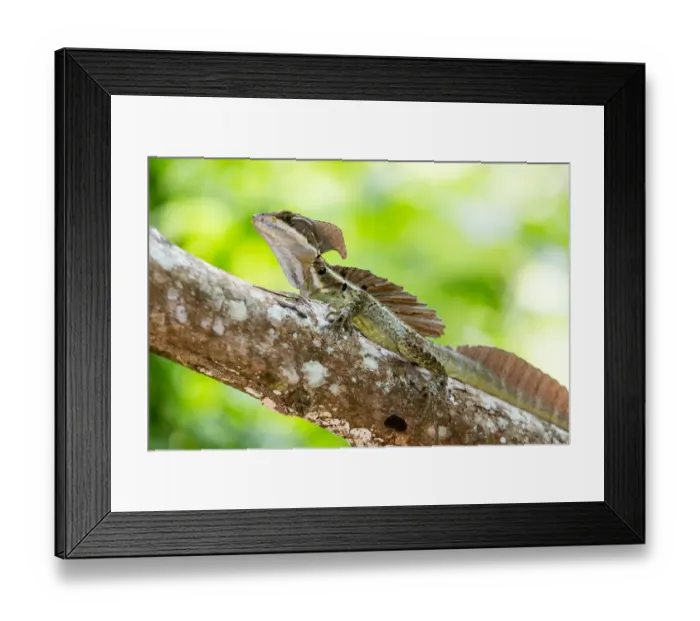 Framed Print : Common Basalisk lizard Framed Print : Common Basalisk lizard