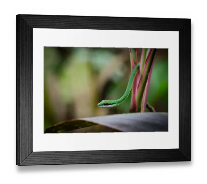 Framed Print : Satiny Parrot Snake, Leptophis depressirostris