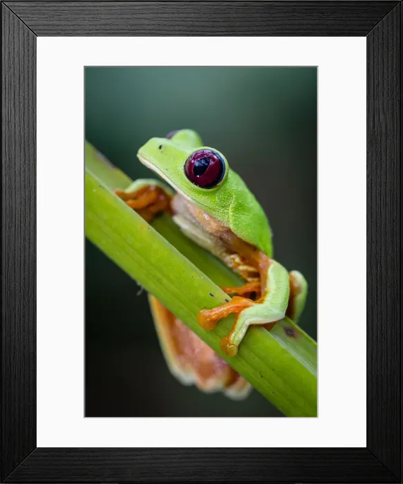 Framed Print : Red-eyed Treefrog (Agalychnis callidryas) Framed Print : Red-eyed Treefrog (Agalychnis callidryas)