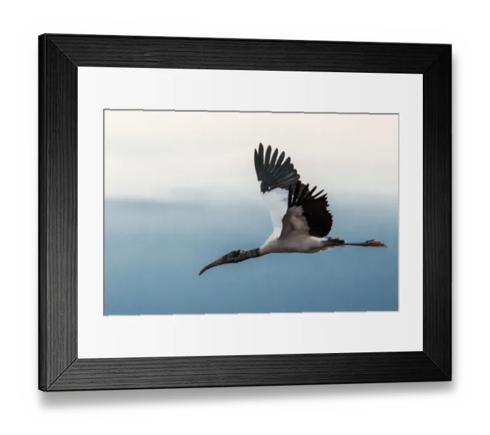 Framed Print : Wood Stork (Mycteria americana)