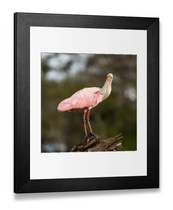 Framed Print : Roseate Spoonbil Platalea ajajaTarcoles Framed Print : Roseate Spoonbil Platalea ajajaTarcoles