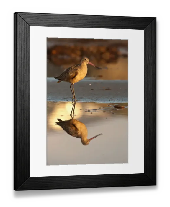 Framed Print : Marbled Godwit, Limosa fedoa Framed Print : Marbled Godwit, Limosa fedoa