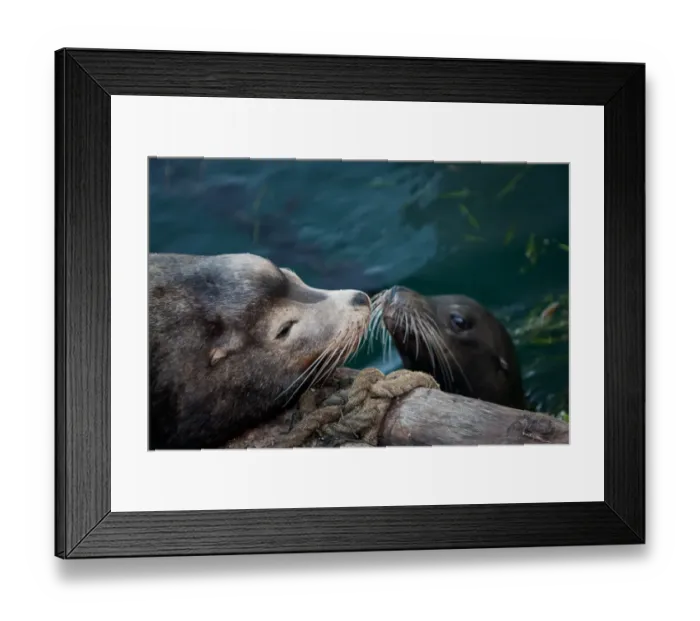 Framed Print : Mother and Pup Sea Lions nose-to-nose