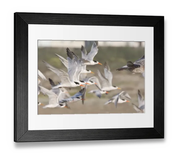 Framed Print : Elegant Tern Flock (Thalasseus elegans) flock Framed Print : Elegant Tern Flock (Thalasseus elegans) flock