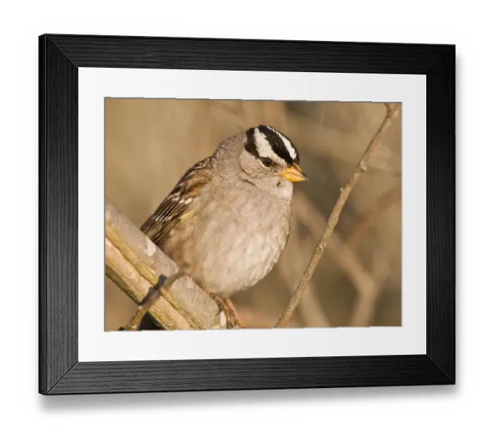Framed Print : White-crowned Sparrow (Zonotrichia leucophrys) Framed Print : White-crowned Sparrow (Zonotrichia leucophrys)