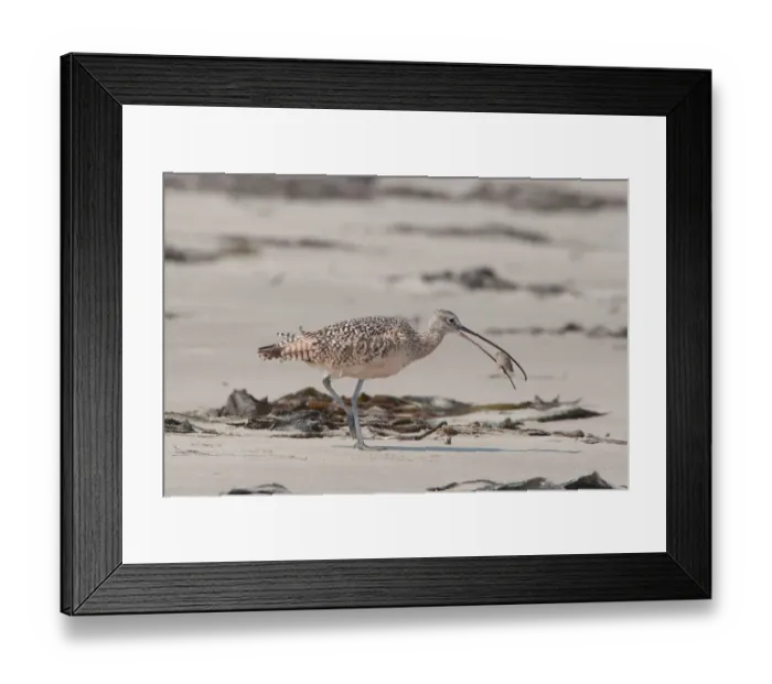 Framed Print : Long-billed Curlew (Numenius americanus) Framed Print : Long-billed Curlew (Numenius americanus)