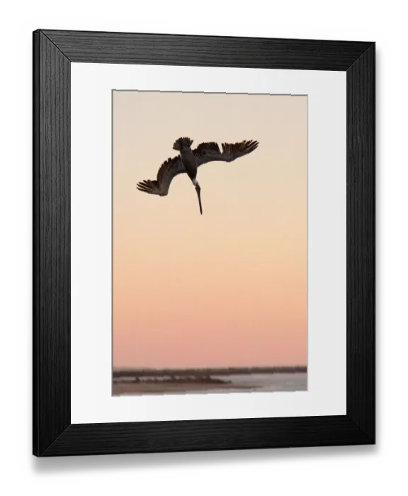 Framed Print : Brown Pelican diving Framed Print : Brown Pelican diving