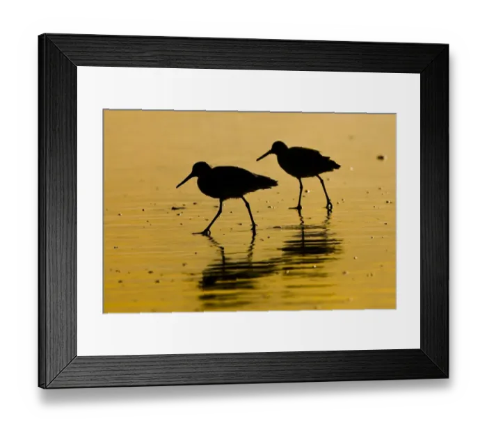 Framed Print : Two willet birds in silhouette