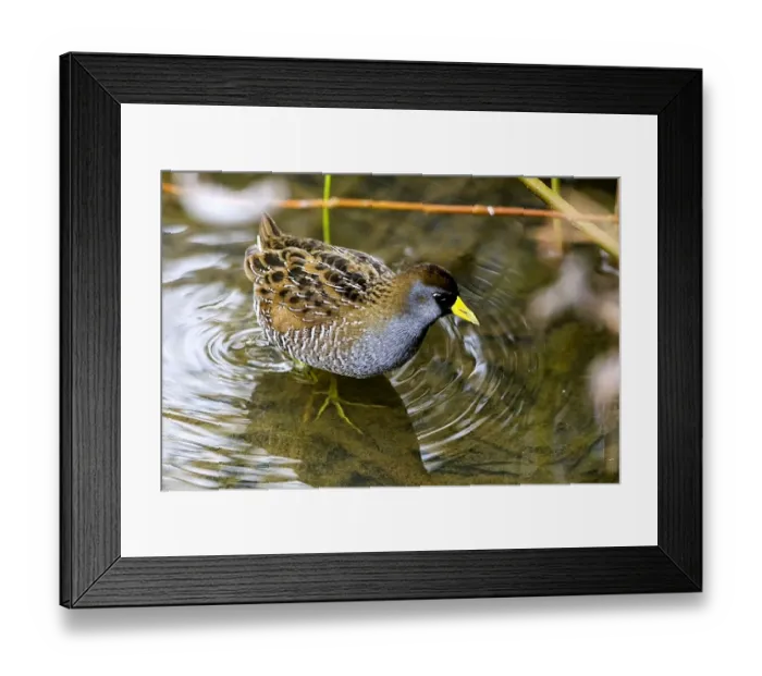 Framed Print : Sora bird (Crake) (Porzana carolina) waterbird Framed Print : Sora bird (Crake) (Porzana carolina) waterbird
