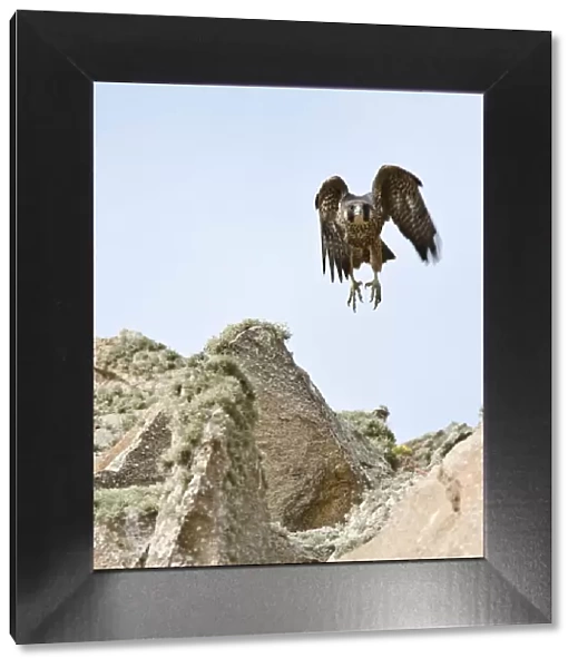 Peregrine Falcon Fledgling Flying