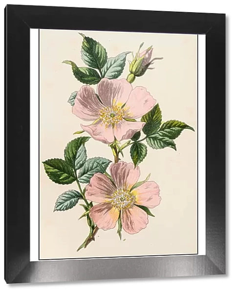 Antique color plant flower illustration: Rosa canina (dog rose)