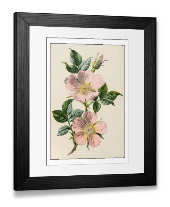 Framed Print : Antique color plant flower illustration: Rosa canina (dog rose) Framed Print : Antique color plant flower illustration: Rosa canina (dog rose)