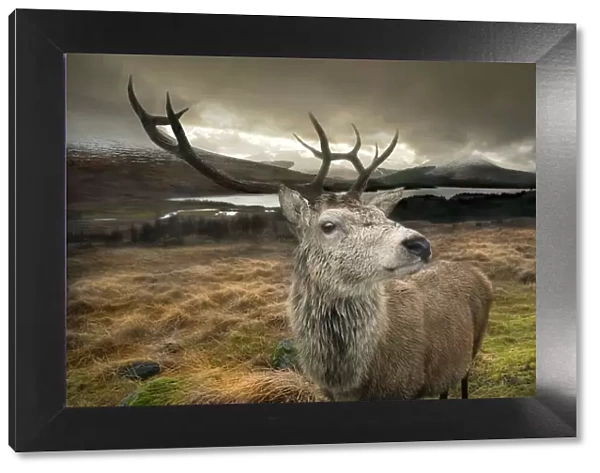 Stag. Close up of a red stag in the Scottish Highlands with a brooding sky behind