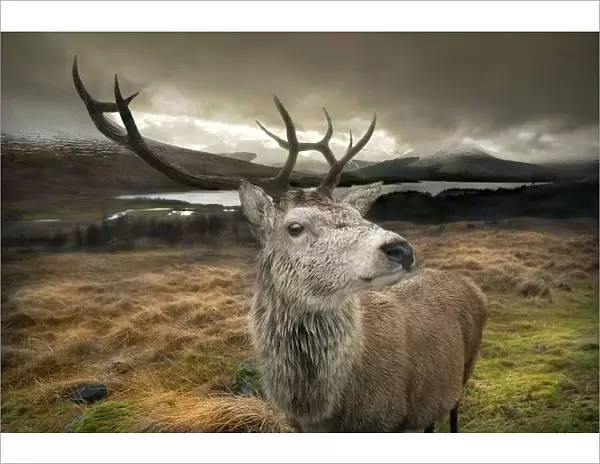 Stag. Close up of a red stag in the Scottish Highlands with a brooding sky behind