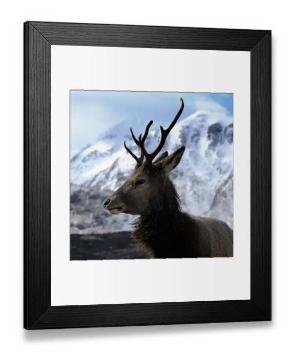 Framed Print : Stag at Glen Coe Framed Print : Stag at Glen Coe