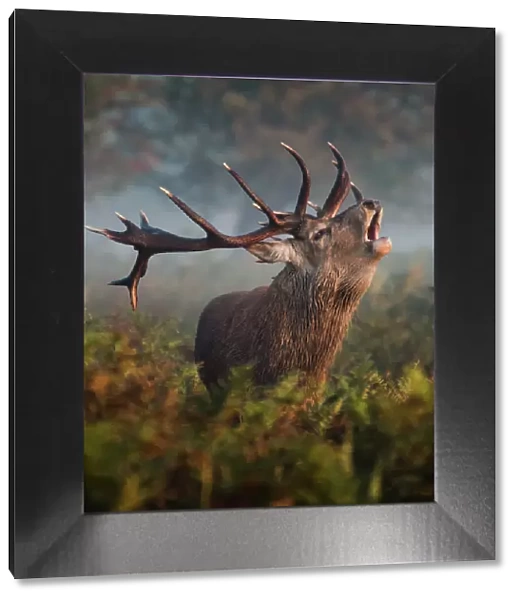 Bellowing Stag