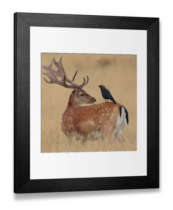 Framed Print : Impassive. Fallow Deer stag in velvet antlers with Jackdaw companion Framed Print : Impassive. Fallow Deer stag in velvet antlers with Jackdaw companion