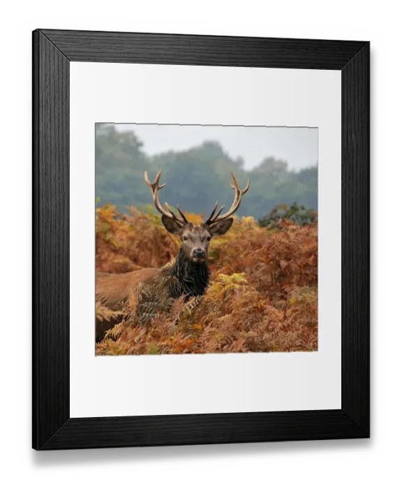 Framed Print : Autumn stag Framed Print : Autumn stag