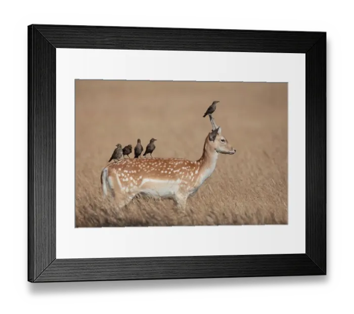 Framed Print : Pricket Picket Framed Print : Pricket Picket