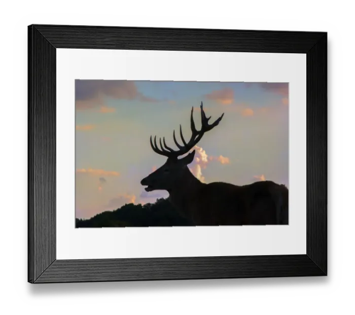 Framed Print : 2016 Rut. Richmond Park Framed Print : 2016 Rut. Richmond Park