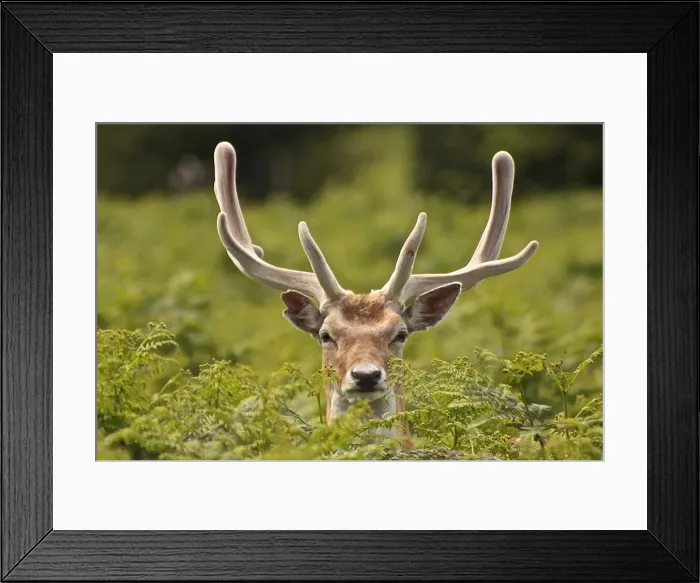Framed Print : Stag Curiosity Framed Print : Stag Curiosity