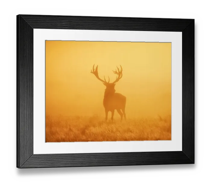 Framed Print : Stag in Sunrise Framed Print : Stag in Sunrise